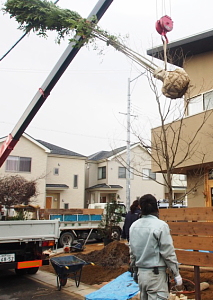 工事の様子　STEP2植木を吊り下げ、さあ搬入です！｜赤木庭園施工例